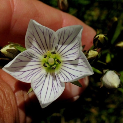 Gentianella muelleriana subsp. alpestris