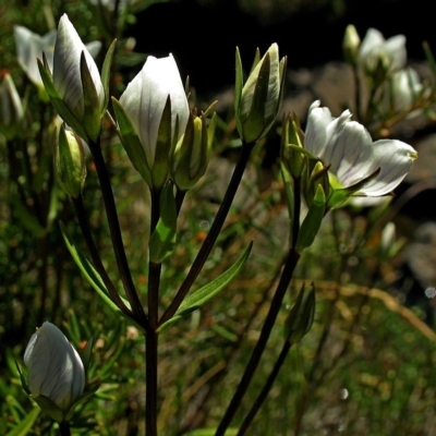 Gentianella muelleriana subsp. alpestris