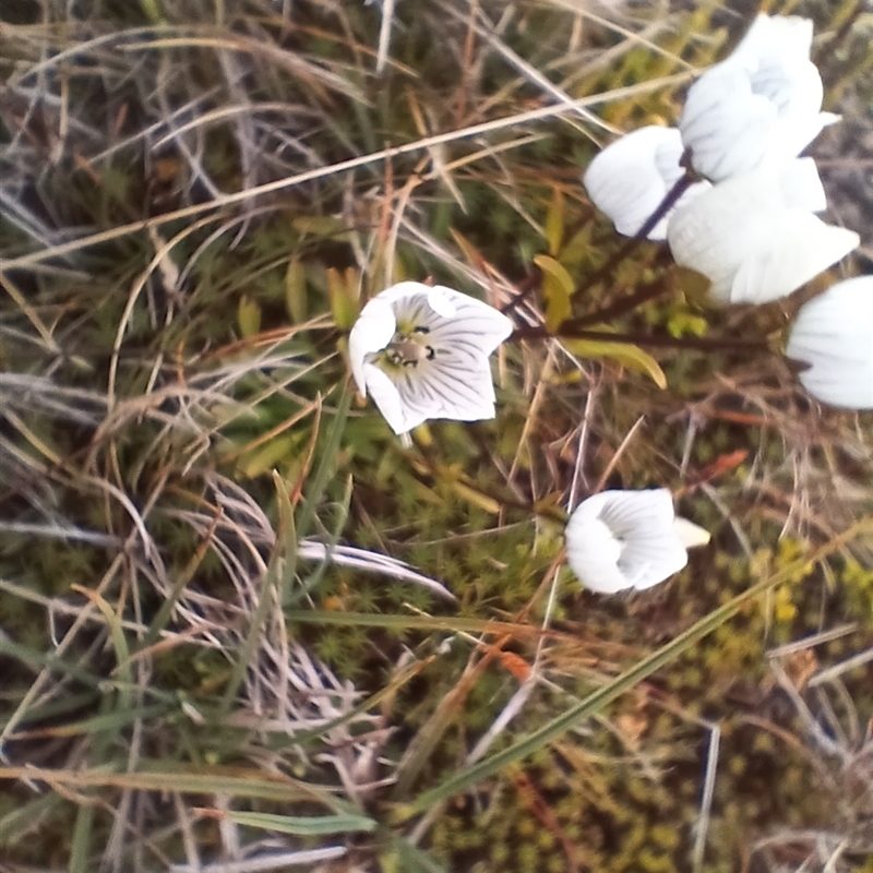 Gentianella muelleriana subsp. alpestris