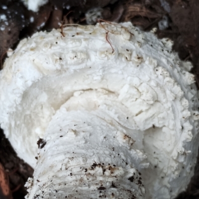 Amanita pyramidifera