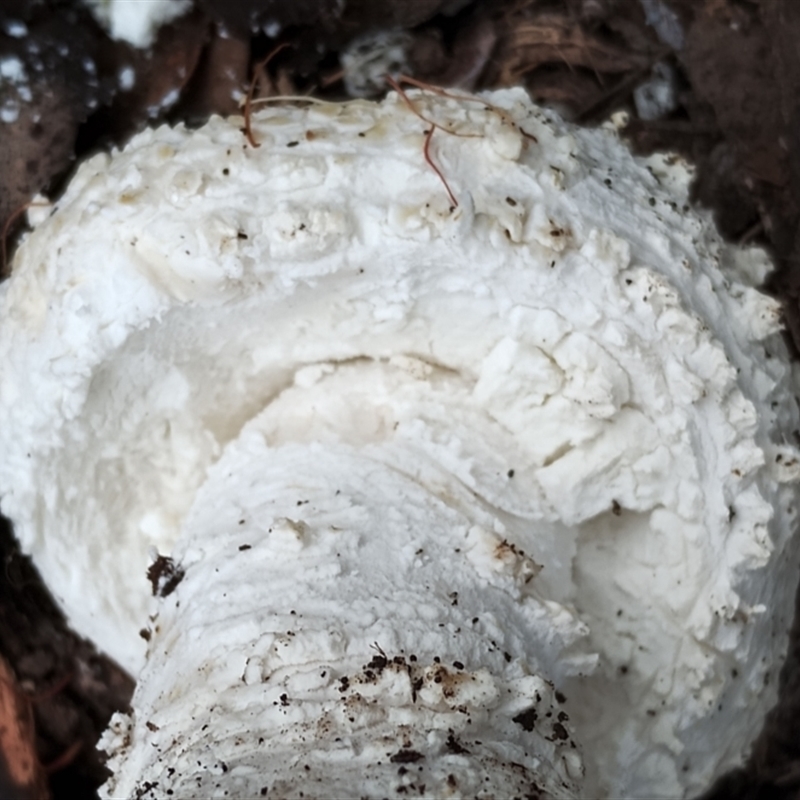 Amanita pyramidifera