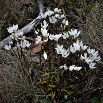 Gentianella muelleriana subsp. jingerensis