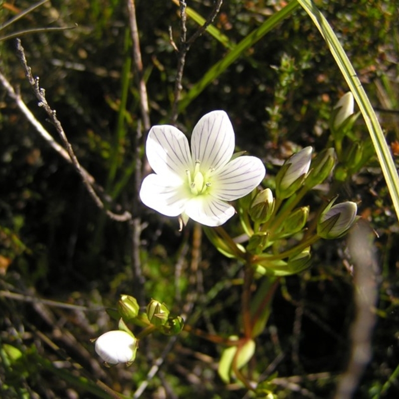 Gentianella muelleriana subsp. jingerensis