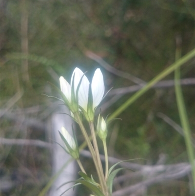 Gentianella polysperes