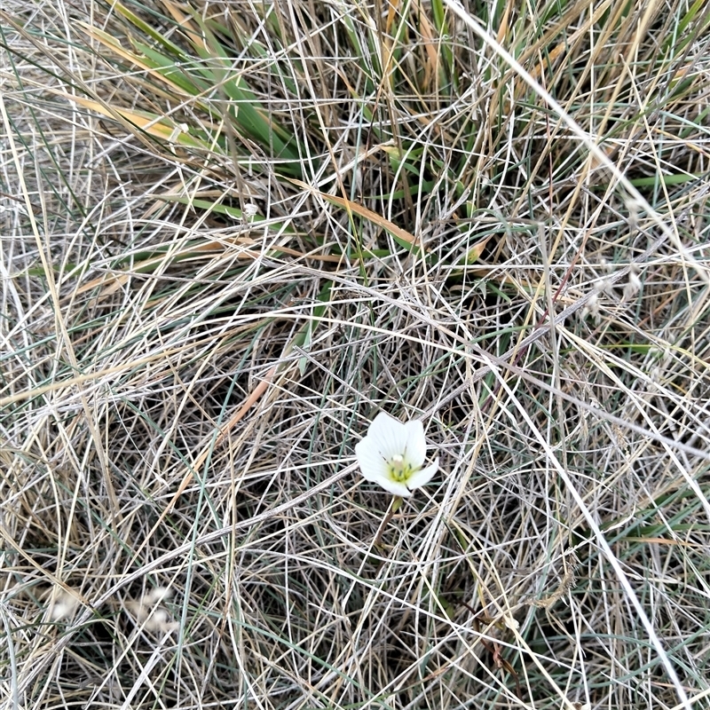 Gentianella sp.
