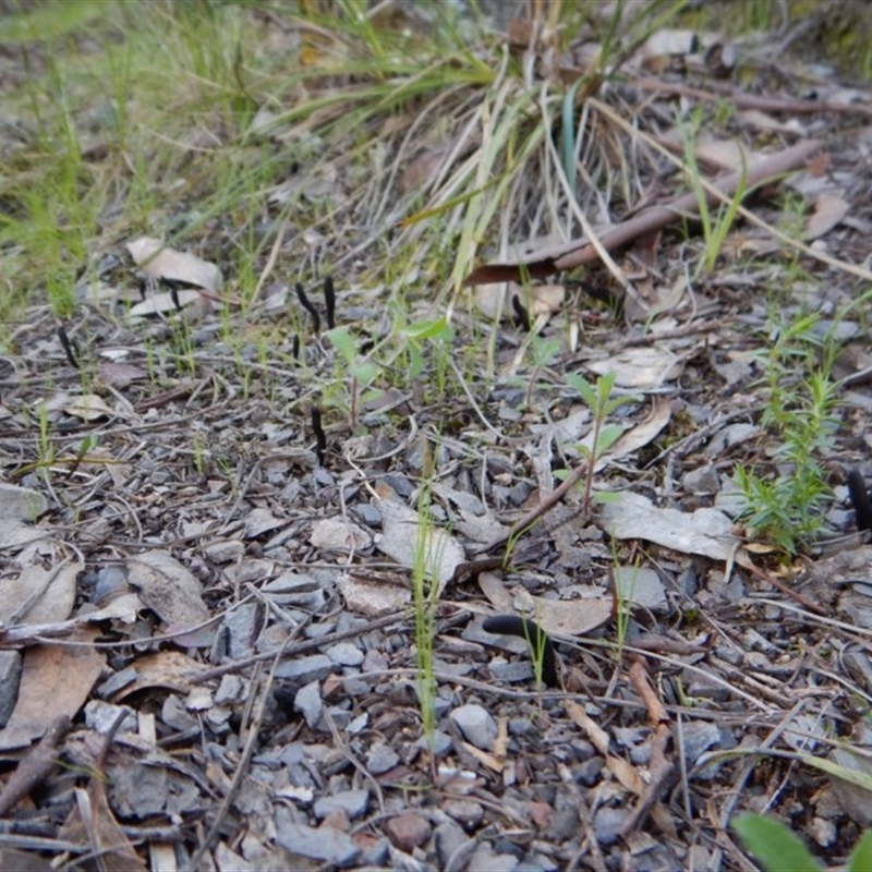 Geoglossum