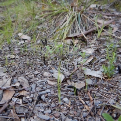 Geoglossum