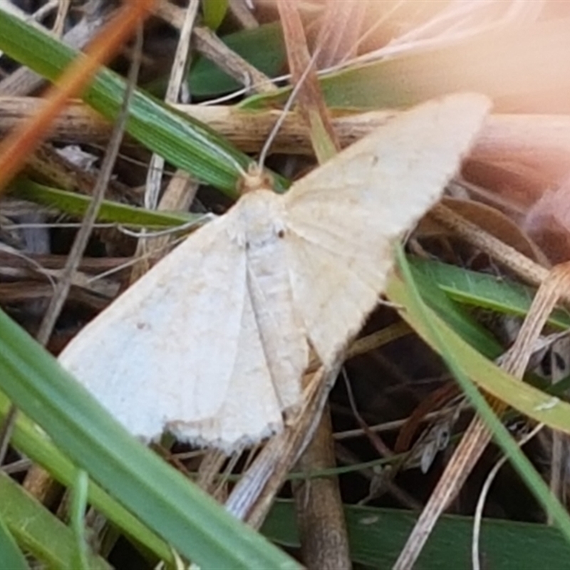 Geometridae (family) ADULT