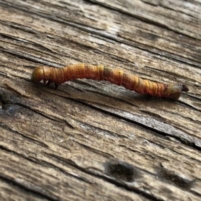 Geometridae (family) IMMATURE