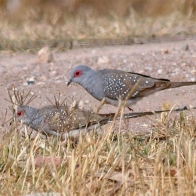 Geopelia cuneata