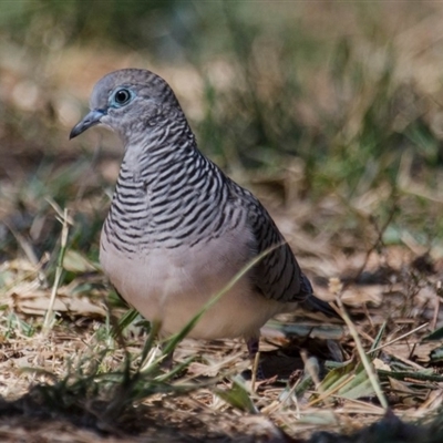 Geopelia placida