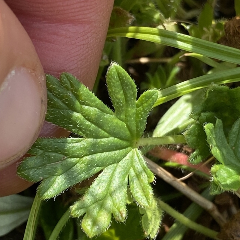 Geranium brevicaule