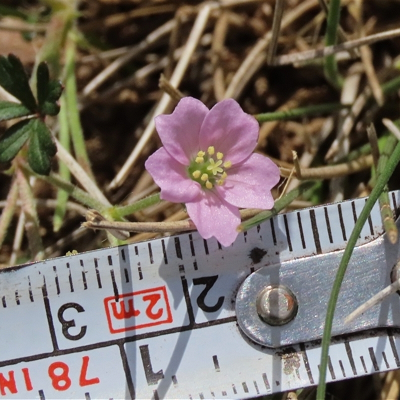 Geranium gardneri