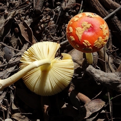 Amanita xanthocephala