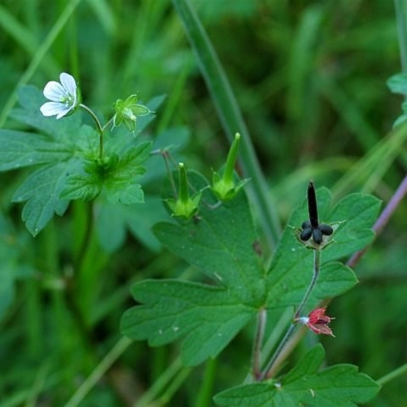 Geranium homeanum