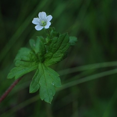 Geranium homeanum