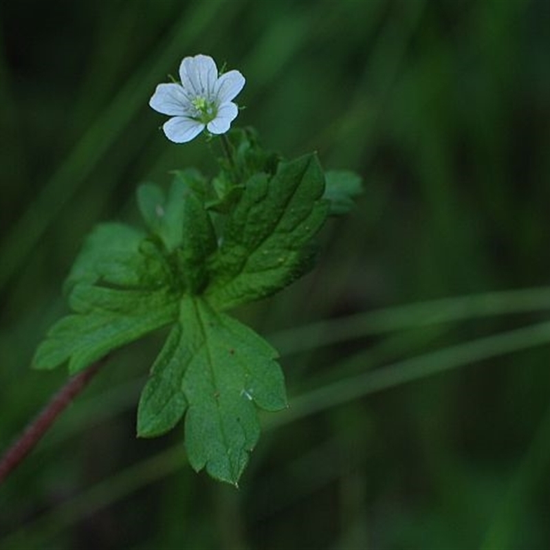 Geranium homeanum