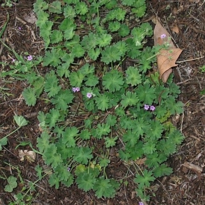 Geranium molle