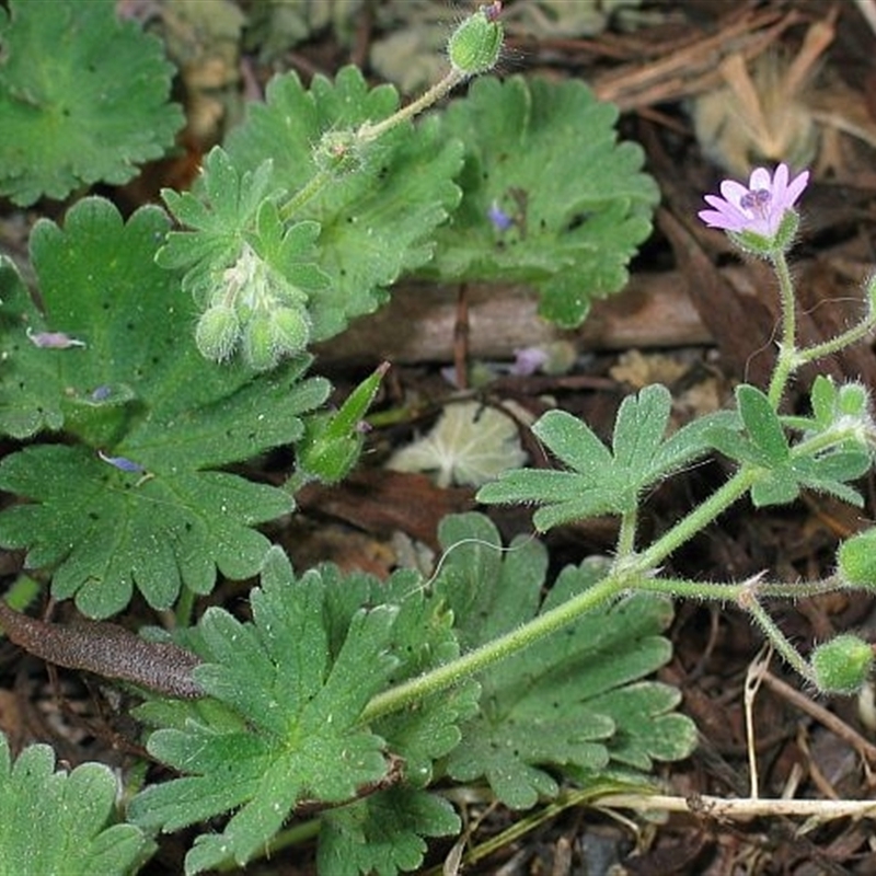 Geranium molle