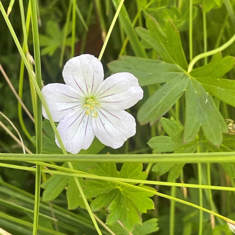 Geranium neglectum