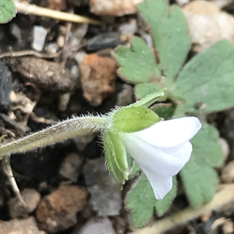 Geranium obtusisepalum