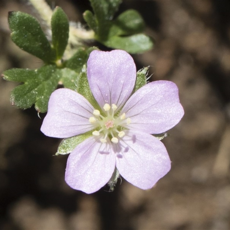 Geranium potentilloides