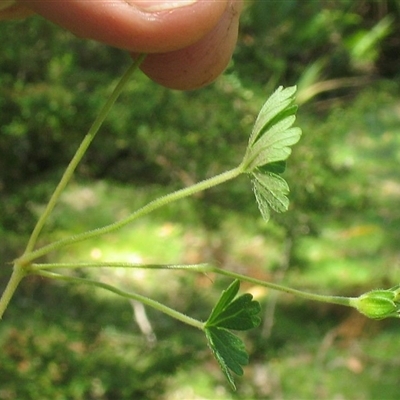 Geranium potentilloides var. potentilloides