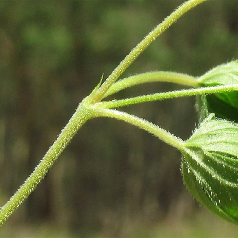 Geranium potentilloides var. potentilloides