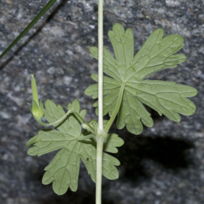 Geranium potentilloides var. Subalps (N.G.Walsh 4179) Vic. Herbarium