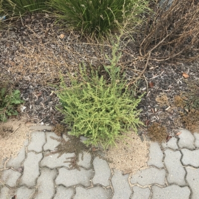 Amaranthus albus