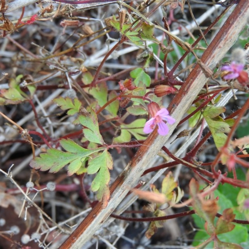 Geranium robertianum