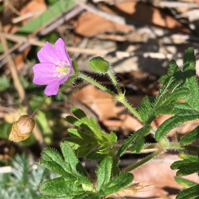 Geranium solanderi var. solanderi