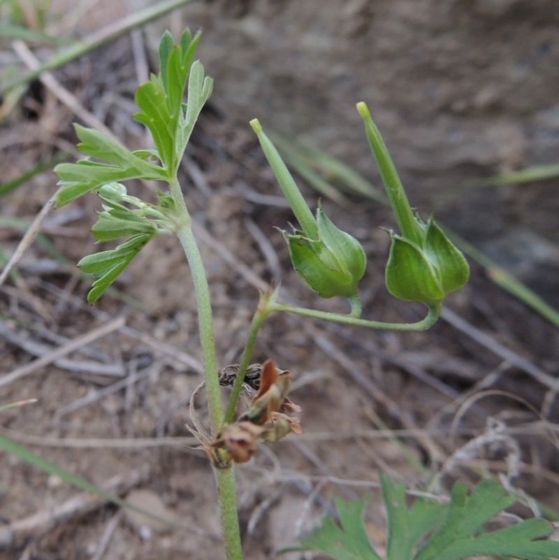 Geranium sp. Pleated sepals (D.E.Albrecht 4707) Vic. Herbarium