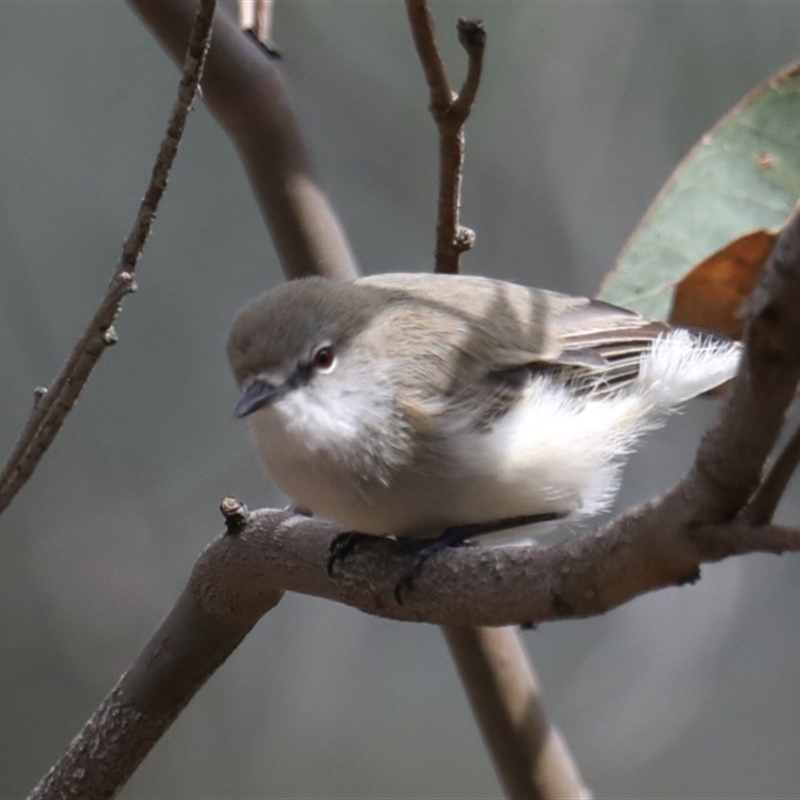 Gerygone fusca