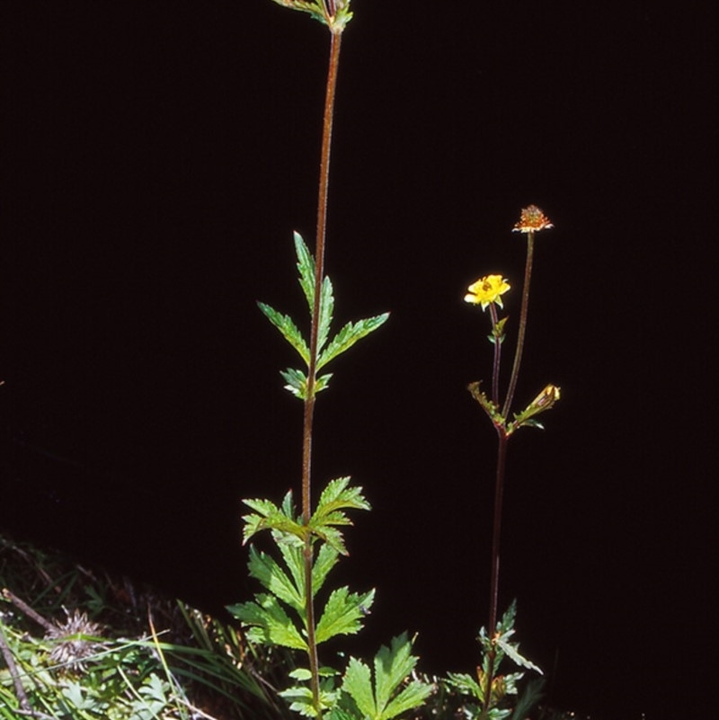 Geum urbanum