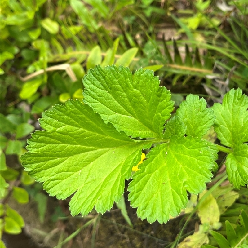 Geum urbanum