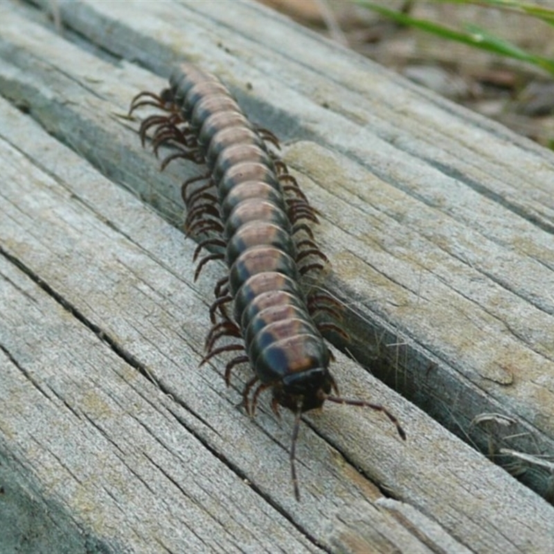 Gigantowales chisholmi