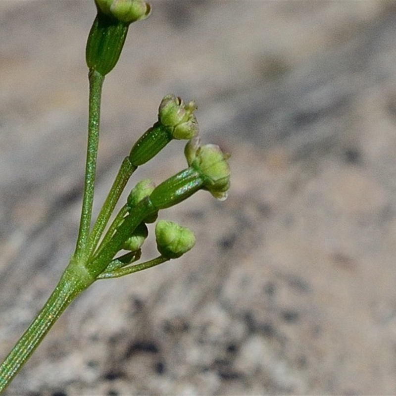 Gingidia harveyana