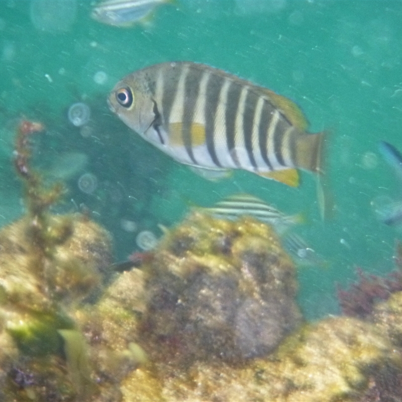 Girella zebra