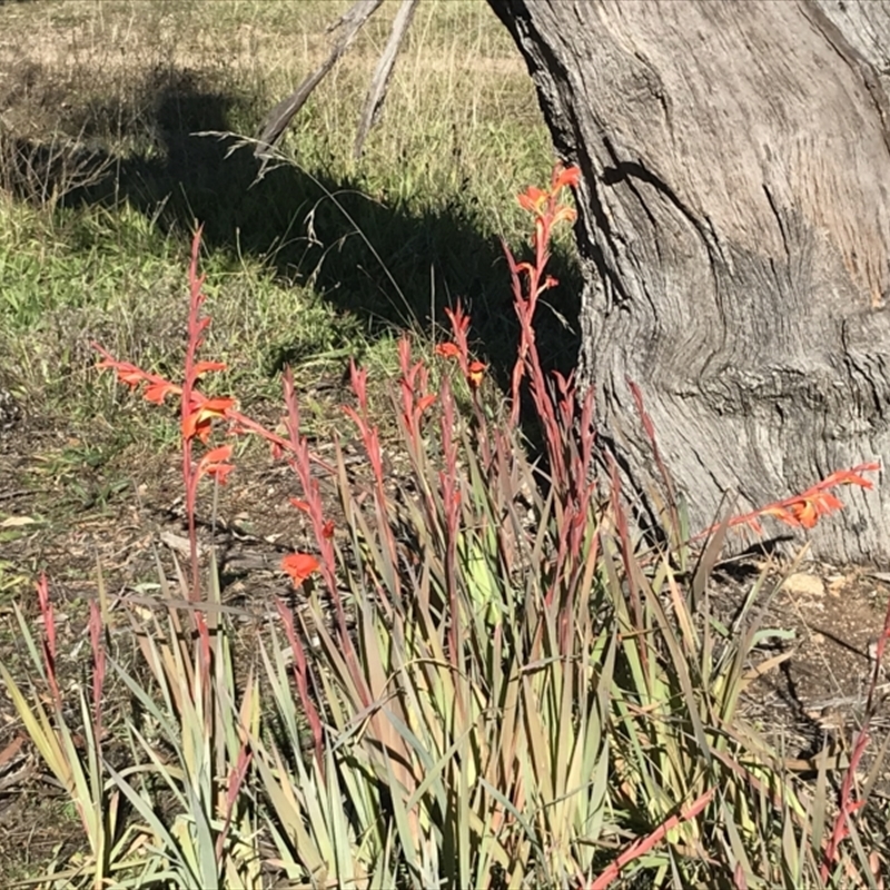 Gladiolus dalenii