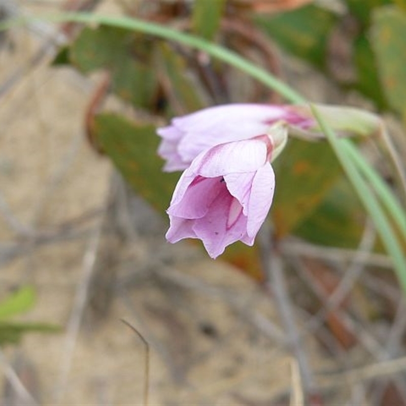 Gladiolus gueinzii