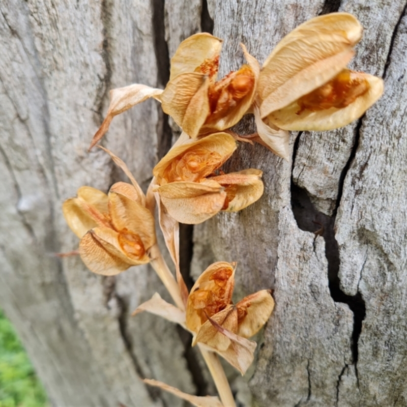 Gladiolus sp.