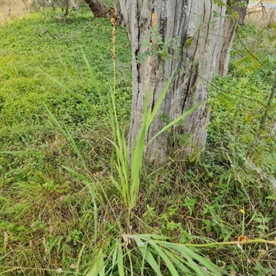 Gladiolus sp.