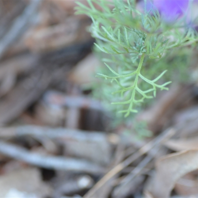 Glandularia aristigera