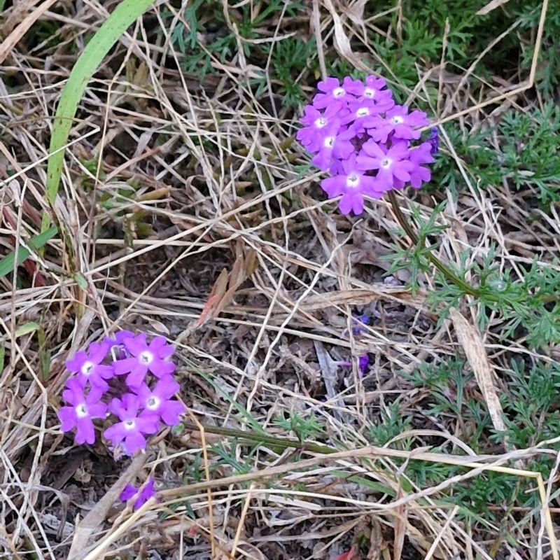 Glandularia aristigera