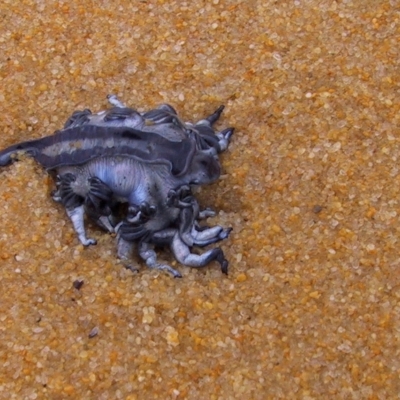 Glaucus atlanticus