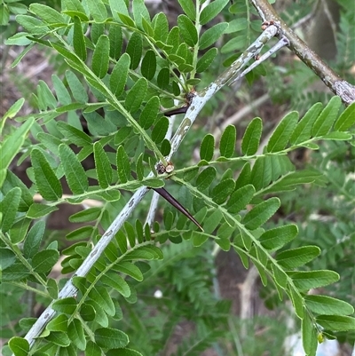 Thorns and rouded leaflets on bipinnate leaf