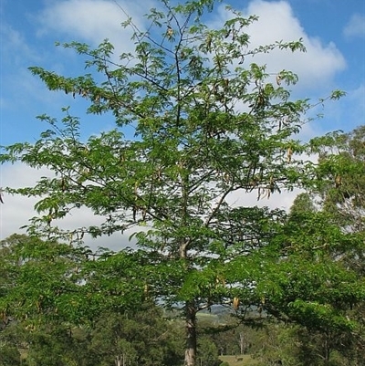 Thorns and rouded leaflets on bipinnate leaf