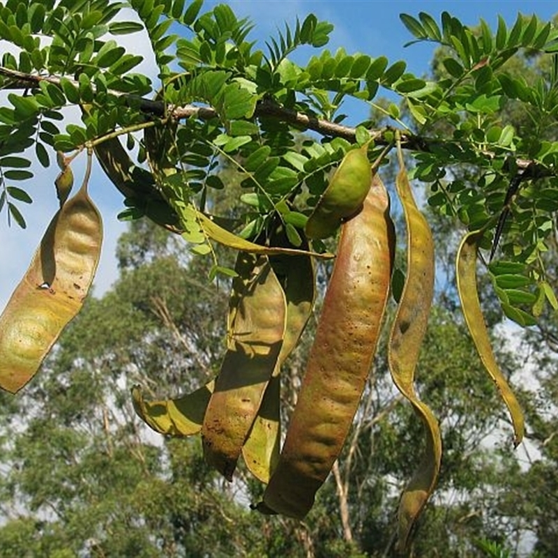 Pods and yellowing deciduos leaves