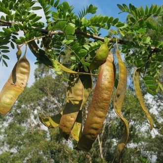 Pods and yellowing deciduos leaves